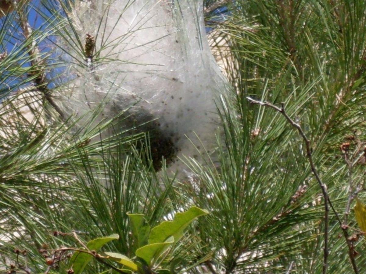 You can see the pine processionary caterpillars all huddled together at the bottom of this nest