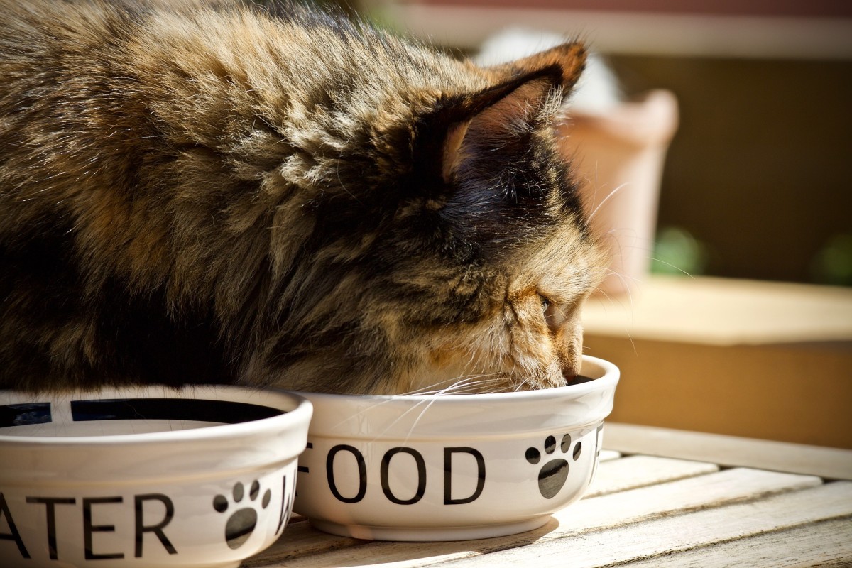 Food grade diatomaceous earth has many benefits for cats, dogs, and various other animals, including flea and tick control, deodorization, deworming, and the promotion of overall health.