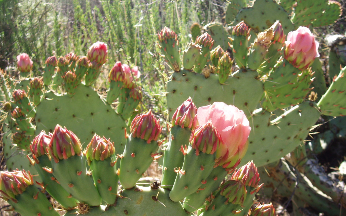 Prickly pear is native to Southern California.