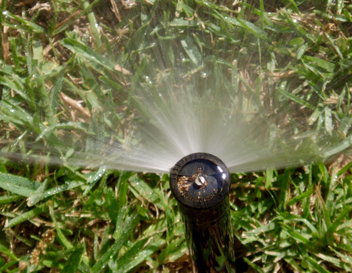 Here's a  spray head nozzle up close. This nozzle is located on the side of the lawn and has a 180 degree arc.