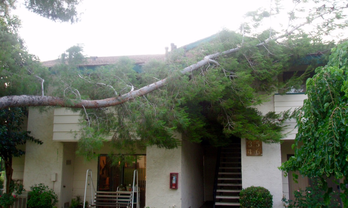 The first limb that broke off fell on top of my condo roof. The second one on the other side of the tree fell on the lawn, taking half the trunk with it.