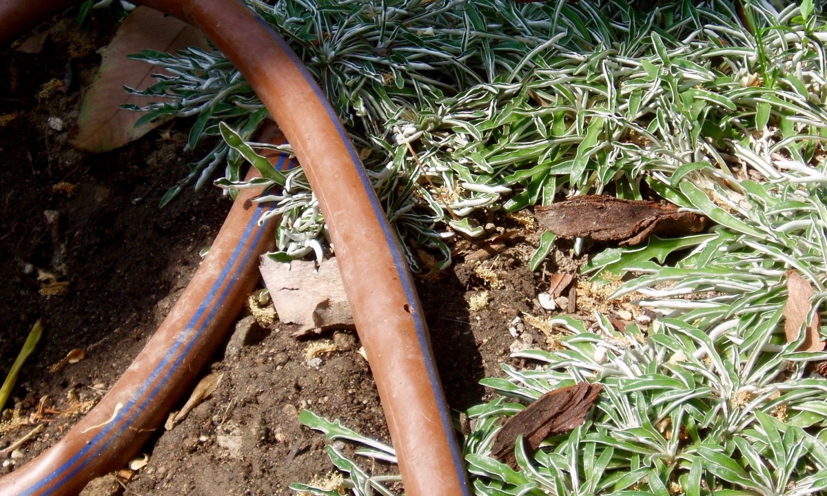 This soaker hose is being used to water a patch of ground cover surrounding a few drought tolerant flowering plants. Notice the hole in the center hose.