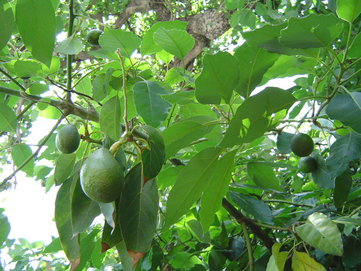 An avocado tree bearing fruit.