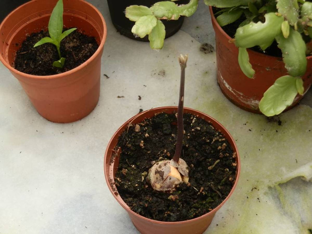 An avocado sprout stretching upwards.