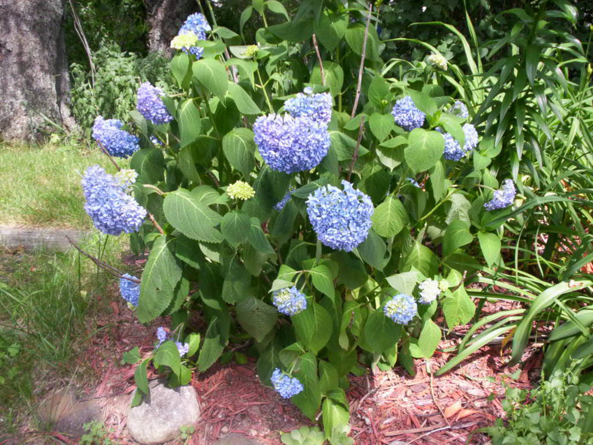 How to Plant and Care for Hydrangeas