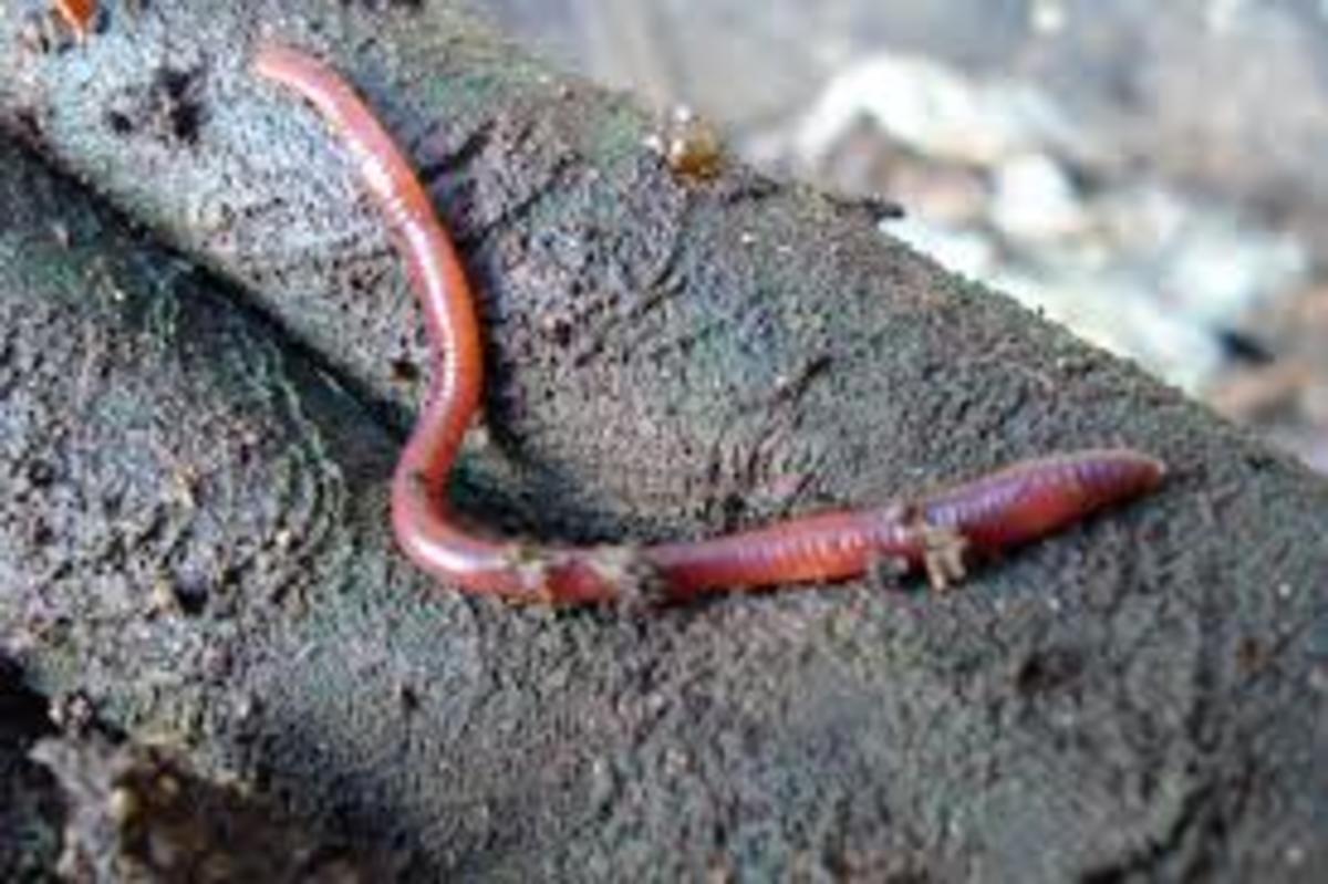 Eisenia foetida, the red wiggler worm, is a voracious decomposer. It prefers organic material over soil.