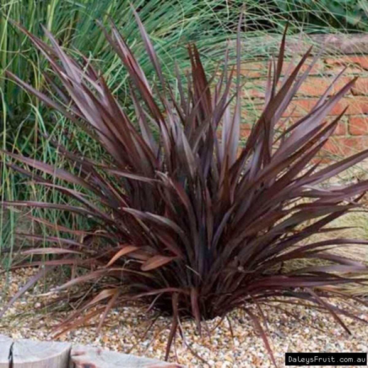 A suitable spot for a New Zealand flax will allow plenty of room for its long blades and full feathery shape.