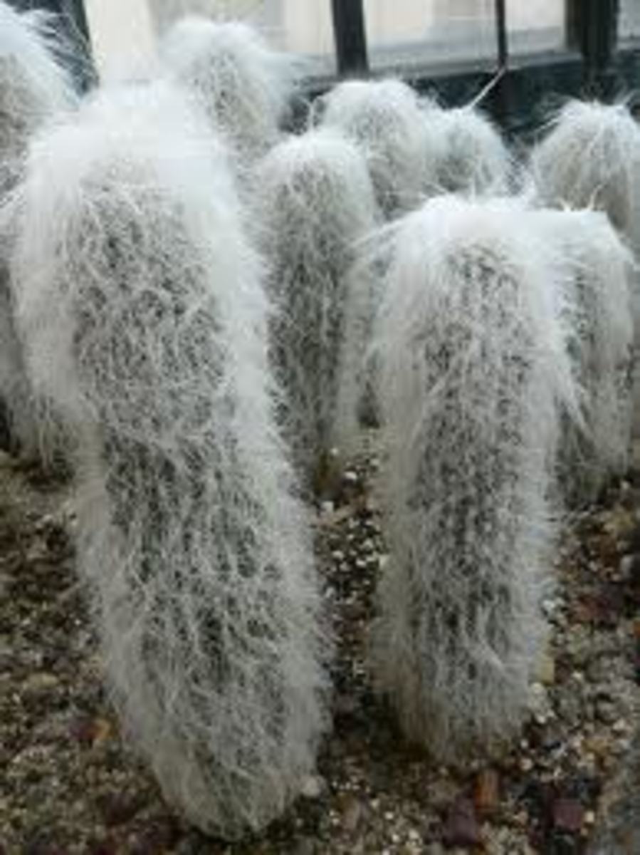 Cephalocereus senilis, or old man cactus, covered in white hair. 