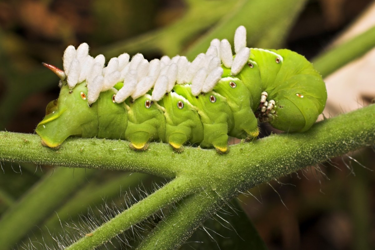 Tomato Hornworm showing the cocoons of a parasitic wasp.