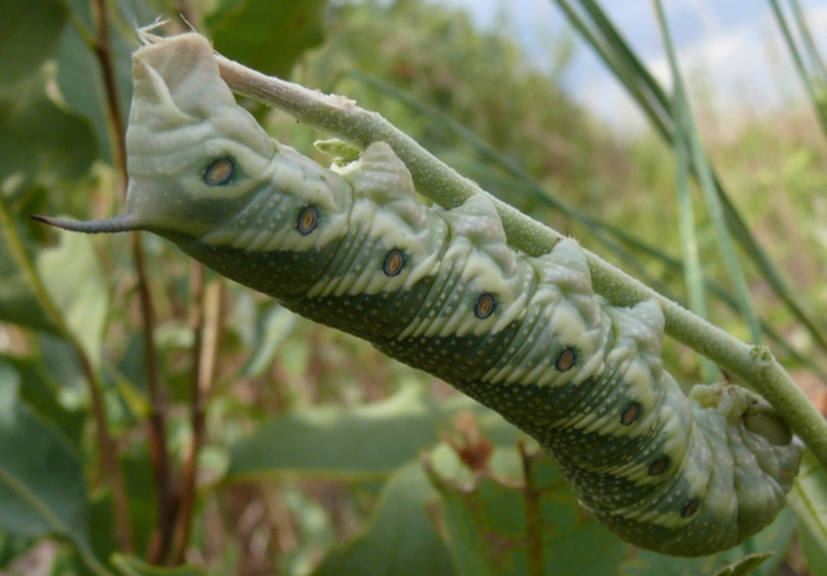 Hornworm Caterpillar.