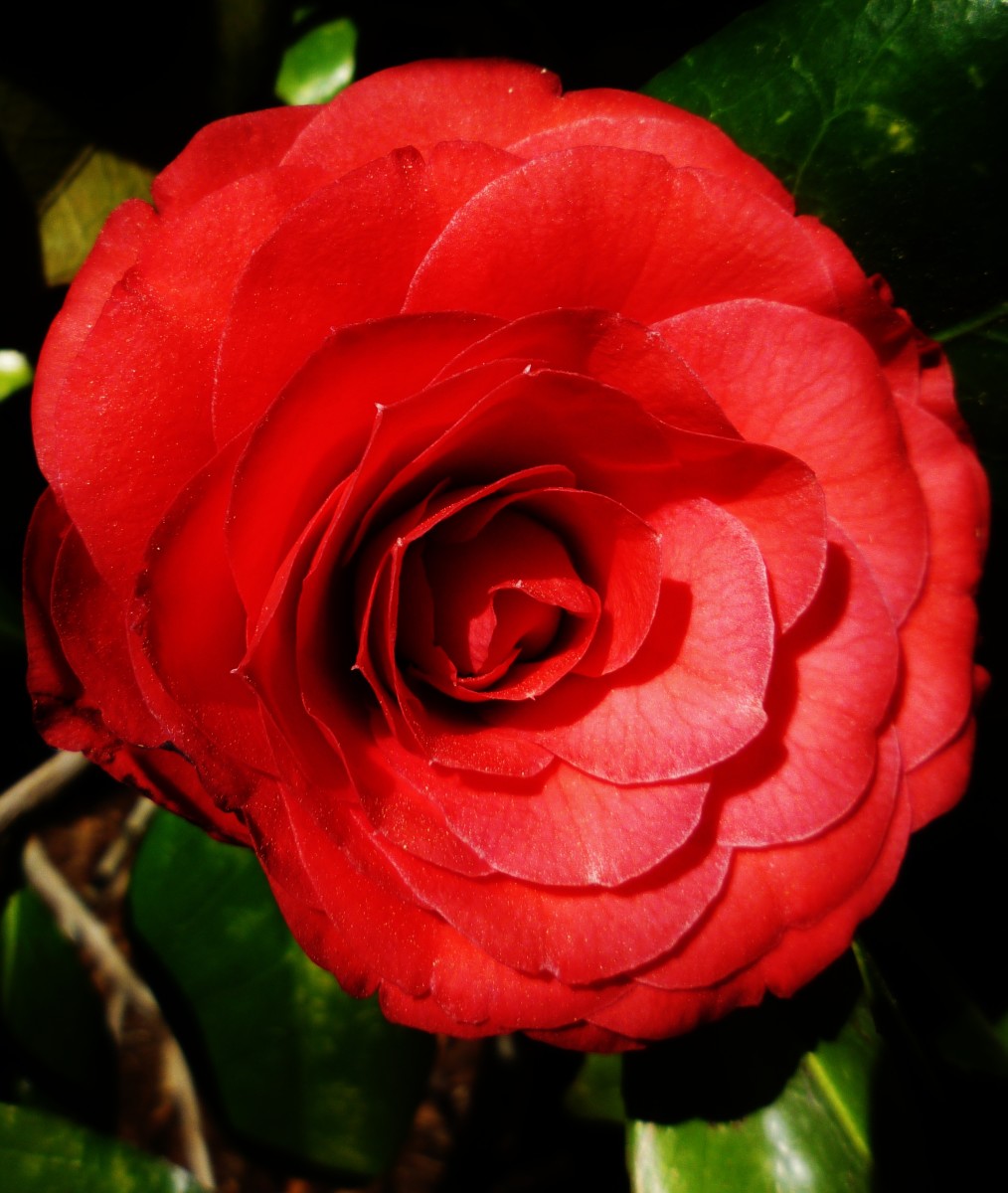 Another one of our camellias in bloom.
