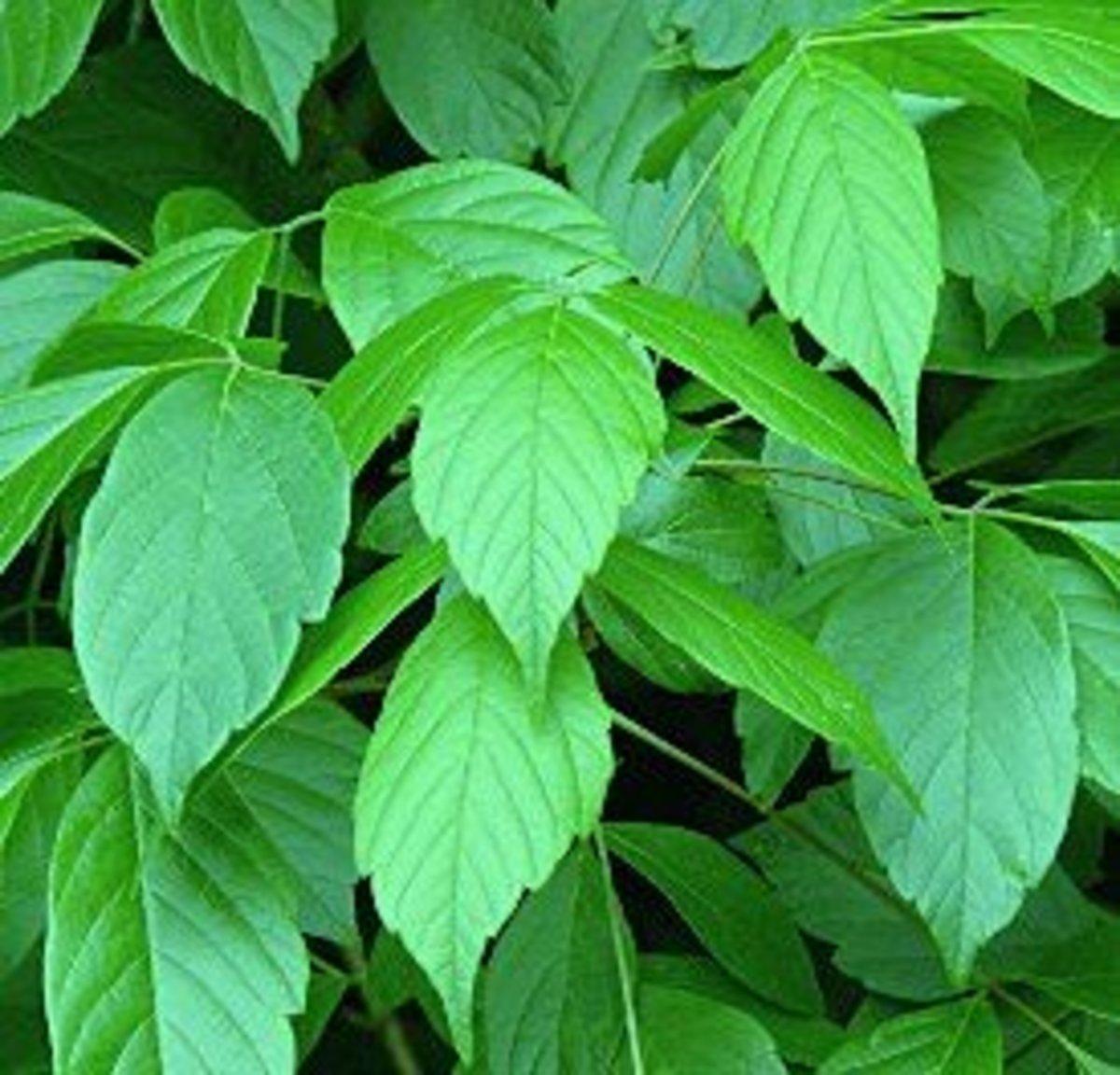 spotting-eradicating-poison-ivy
