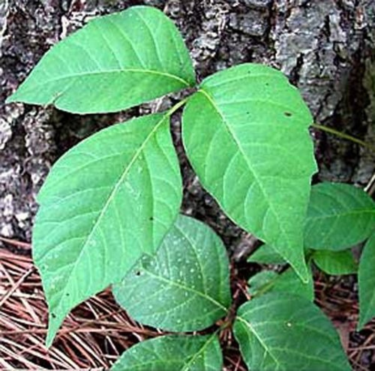 Identifying and Eradicating Poison Ivy