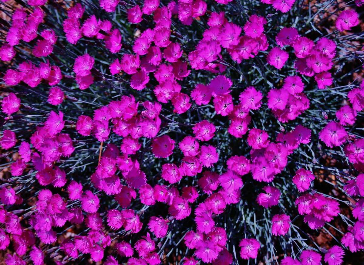 Dianthus can serve as a beautiful flowering ground cover, but don't plant it in a frost pocket if you want pretty blooms!