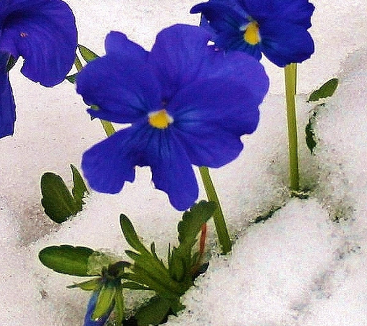 Many varieties of pansy are cold hardy.