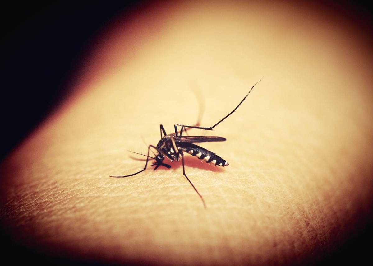 Vicks VapoRub, peppermint essential oil, and Bounce fabric softener sheets may help prevent mosquito bites.