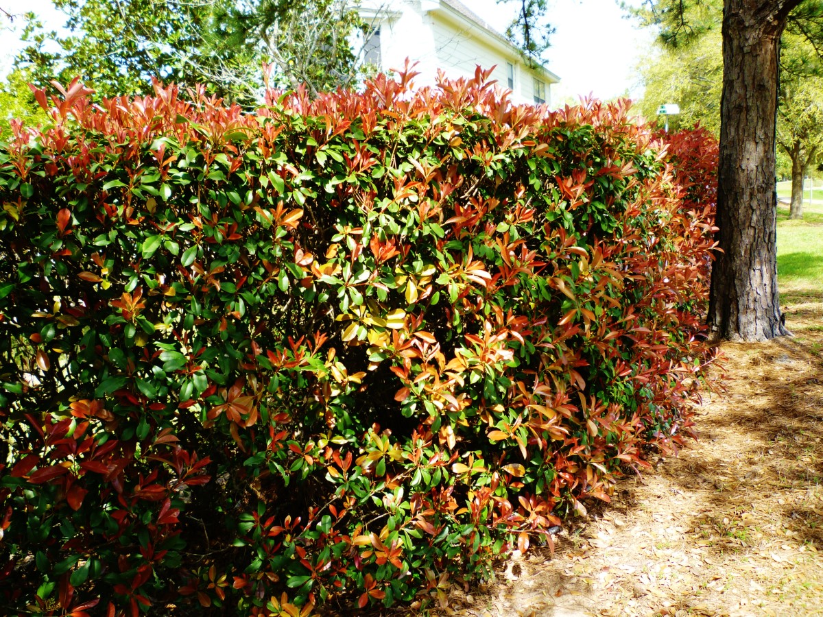Hedge of photinias in our subdivision.