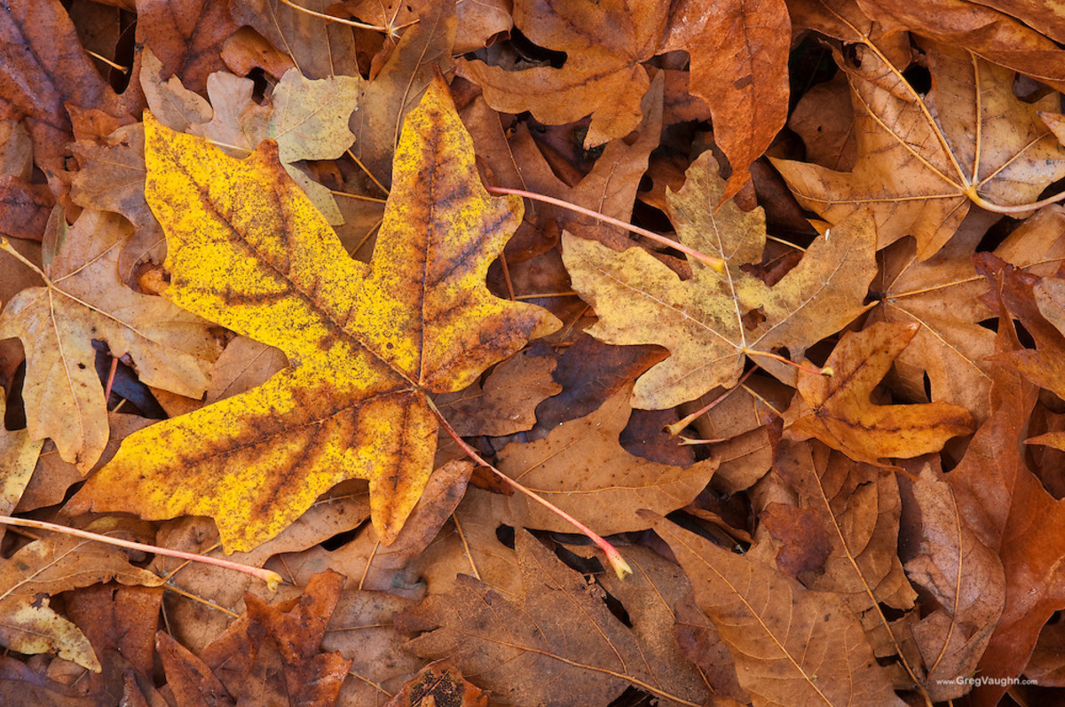 When the leaves of the big-leaf maple tree turn brown and fall to the ground, they provide protection for the trees roots, unless they are raked away. The seeds that can remain on the tree into winter are eaten by songbirds.