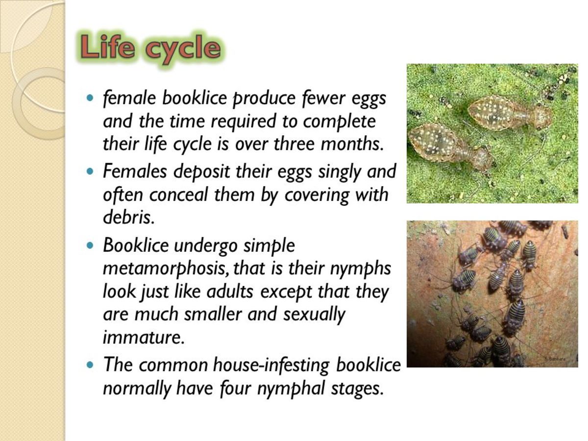 Life cycle of female booklice.