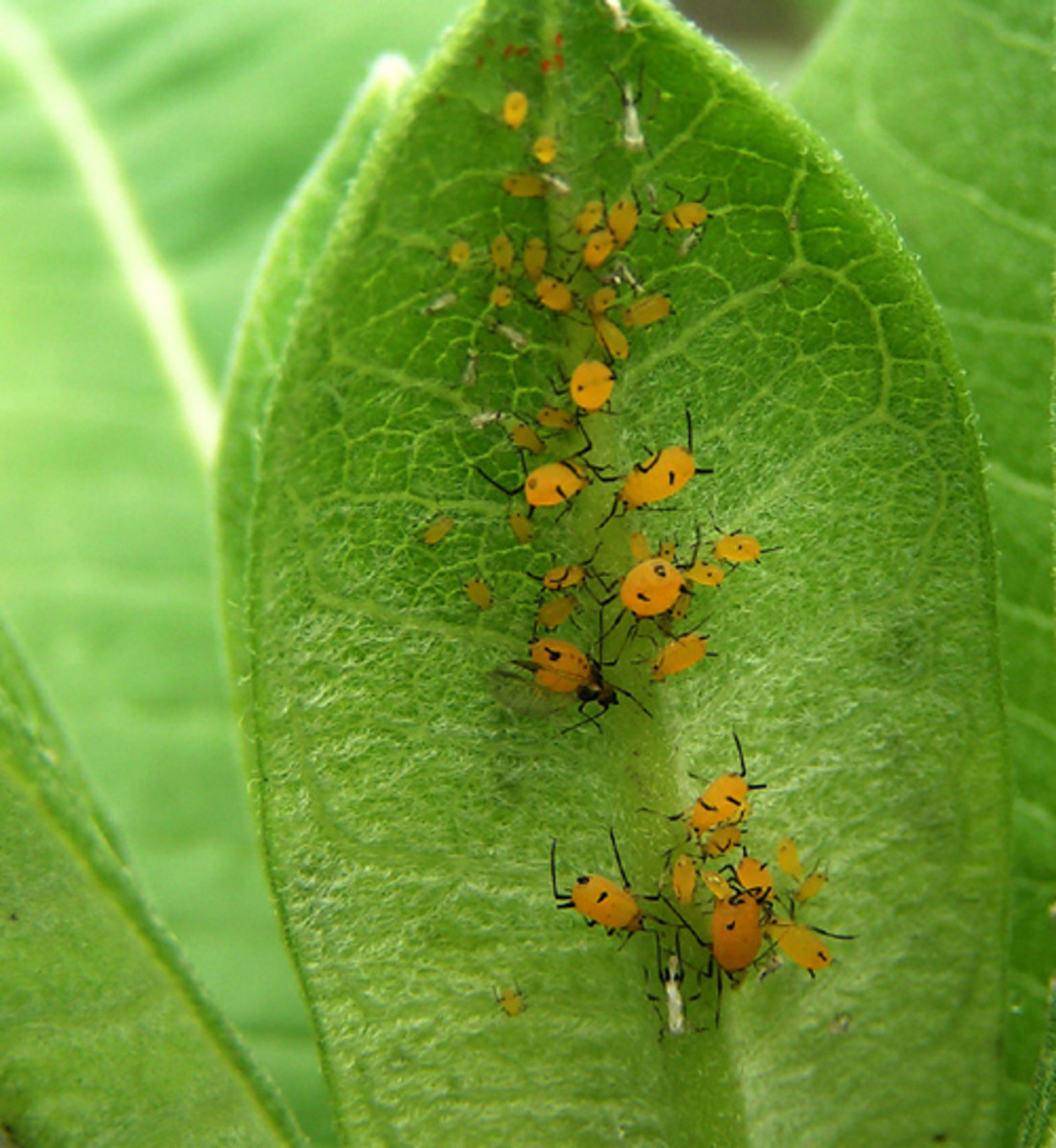 They look large, but aphids are actually very small, and large populations of them can  turn leaves yellow.  They can also produce a sticky substance that turns black with moldy growth.