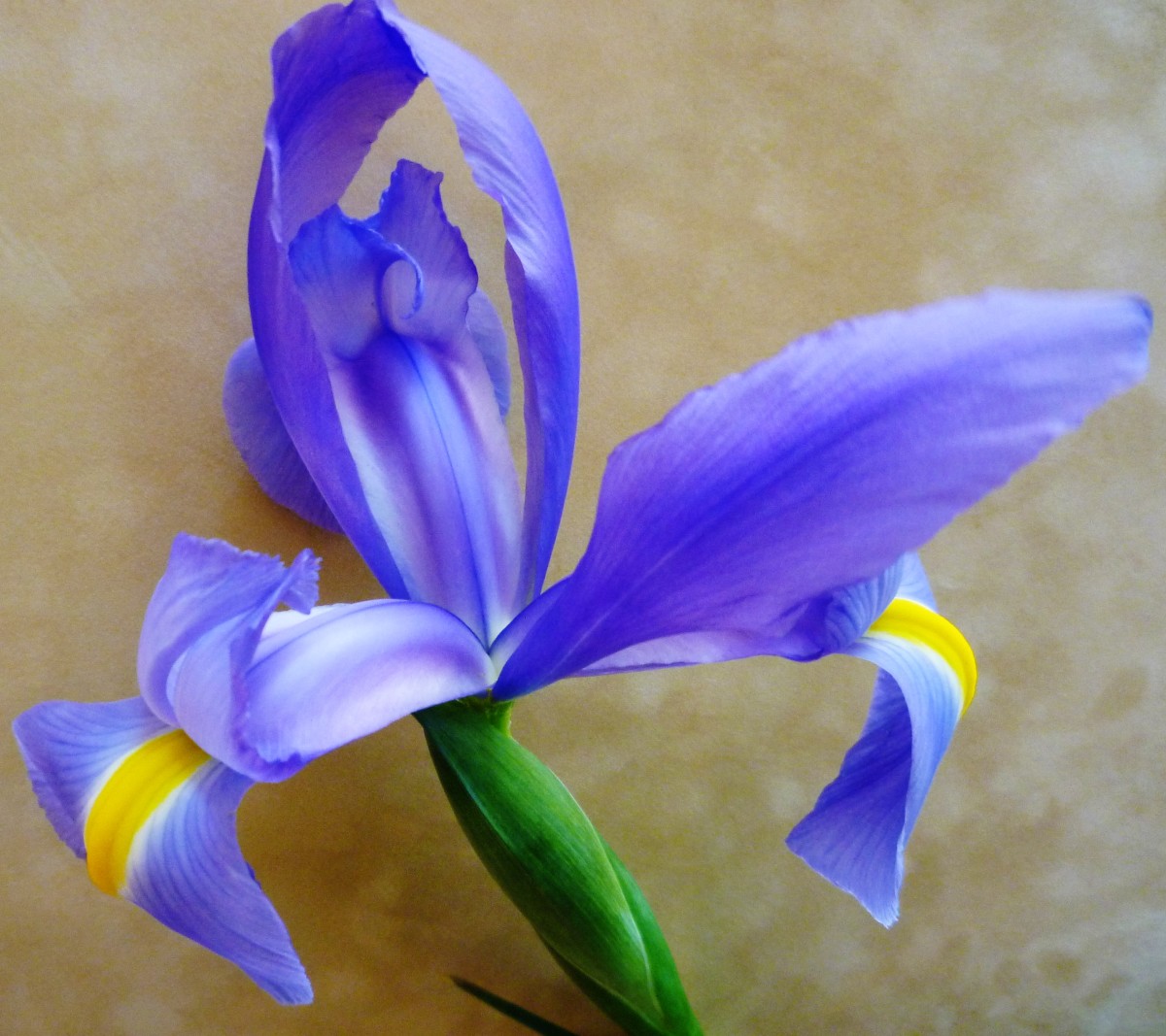 How to Plant and Grow Perennial Louisiana Irises, Plus Other Types of