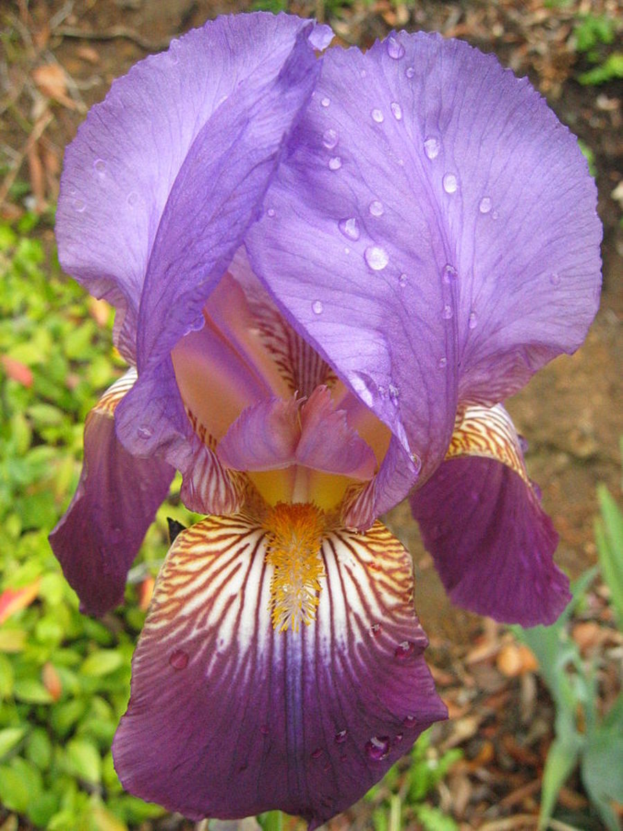 Purple bearded iris blossom
