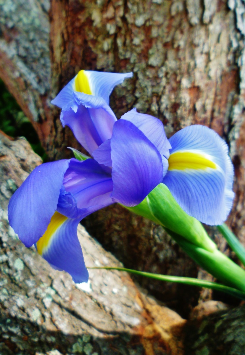 Iris held up against the bark of our redbud tree.  I took some individual shots of the Iris in various poses to show off the beauty of the flowers.