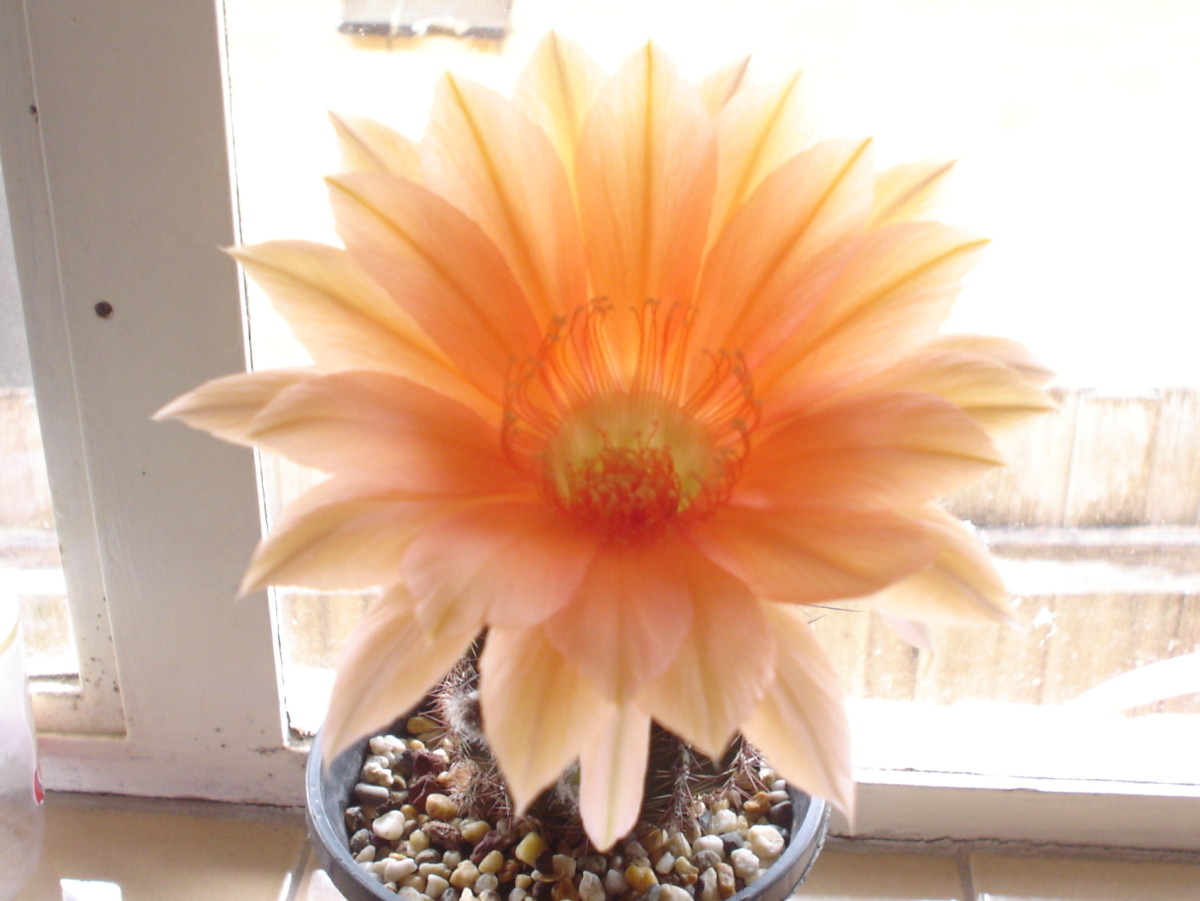 Cacti grow well on a sunny window sill and will flower when the temperature and soil conditions are right.