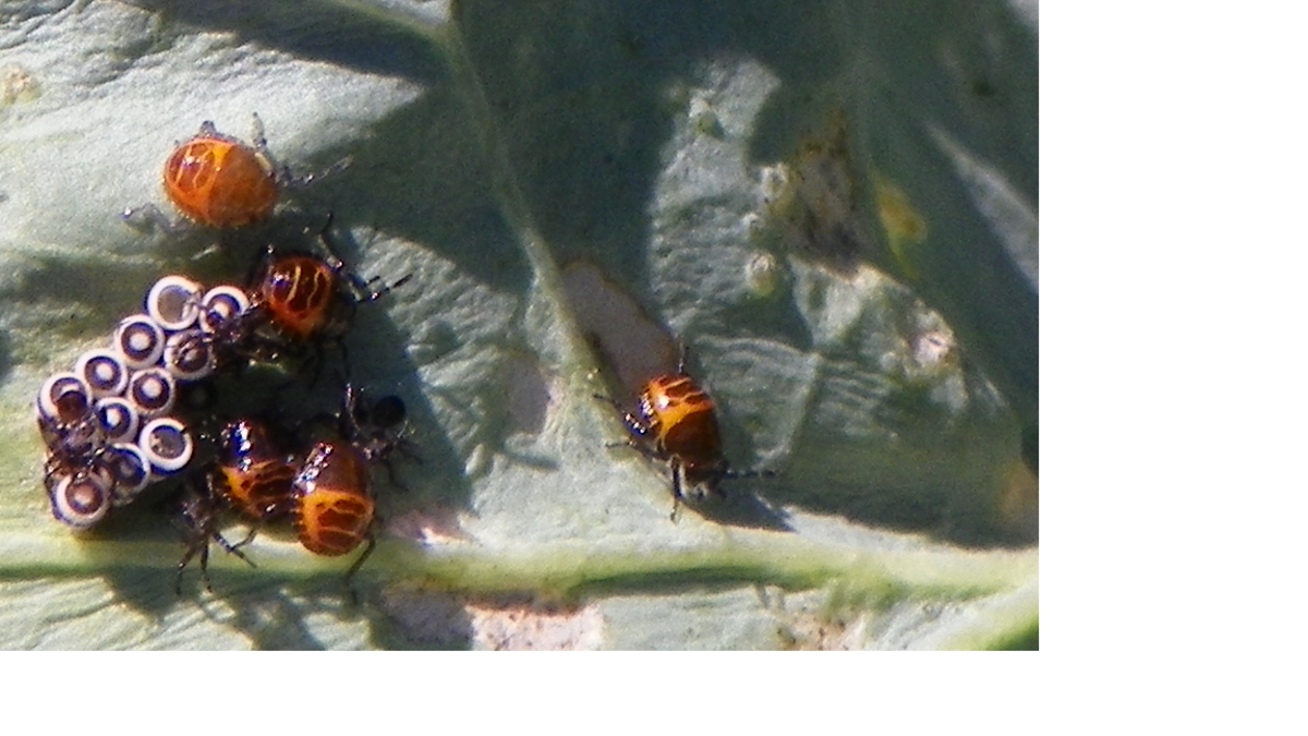 Harlequin Cabbage Bug Another Form Of Stink Bug Dengarden