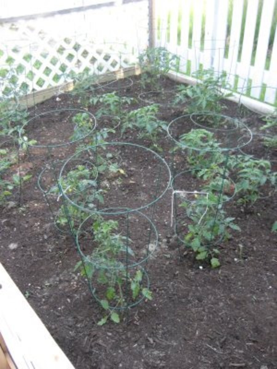 How to Grow Big Tomato Plants - Dengarden