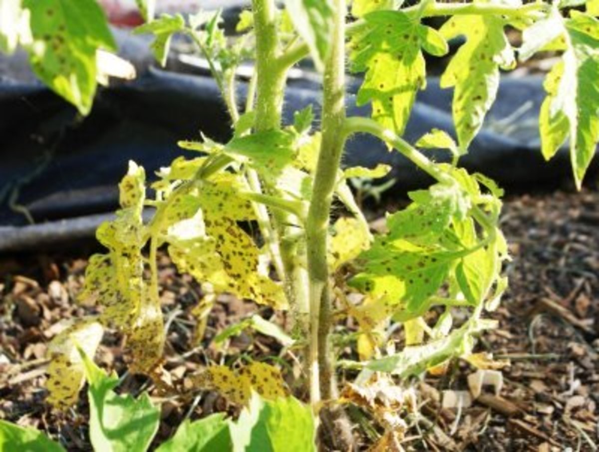 Yellowing leaves on tomato plants can indicate dehydration, too much sunlight, not enough nutrients, or fungus growth.