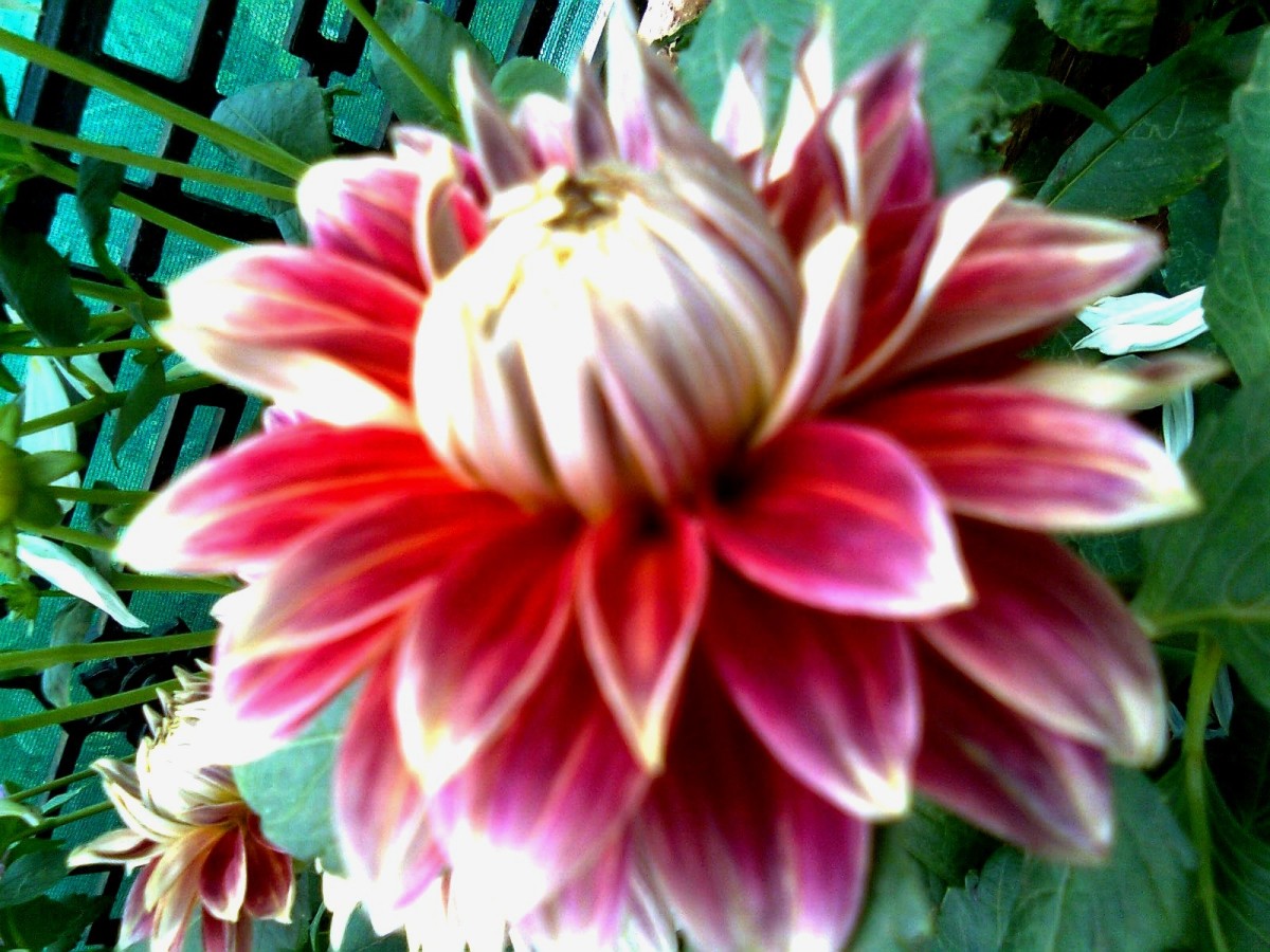 How to Grow and Care for Dahlias Dengarden