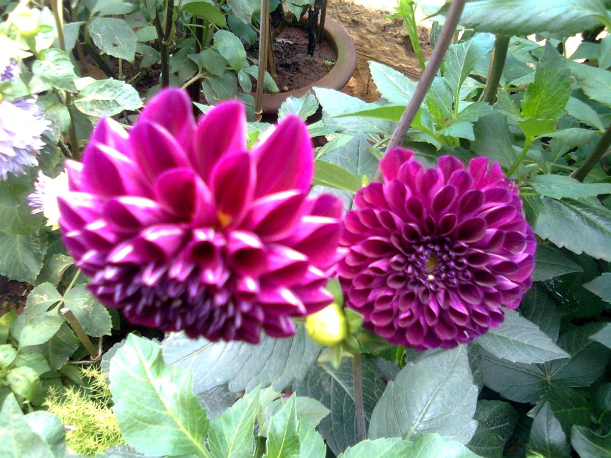 dahlia-flowers-flower-pics-and-facts