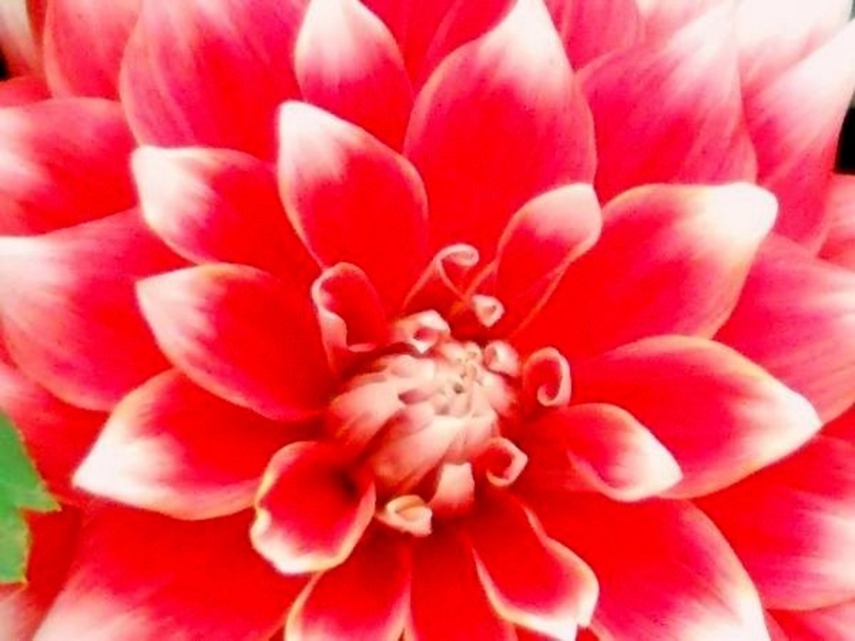 dahlia-flowers-flower-pics-and-facts