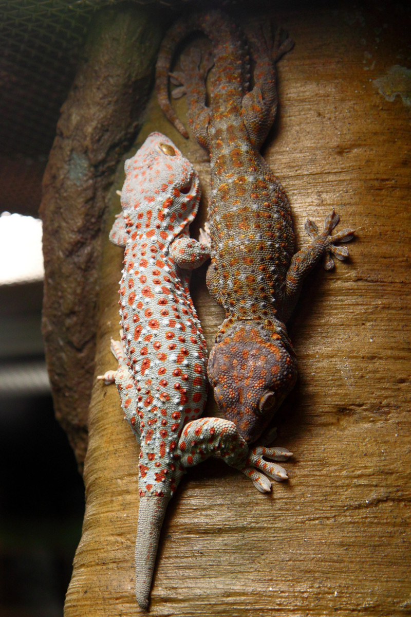 are geckos poisonous to dogs