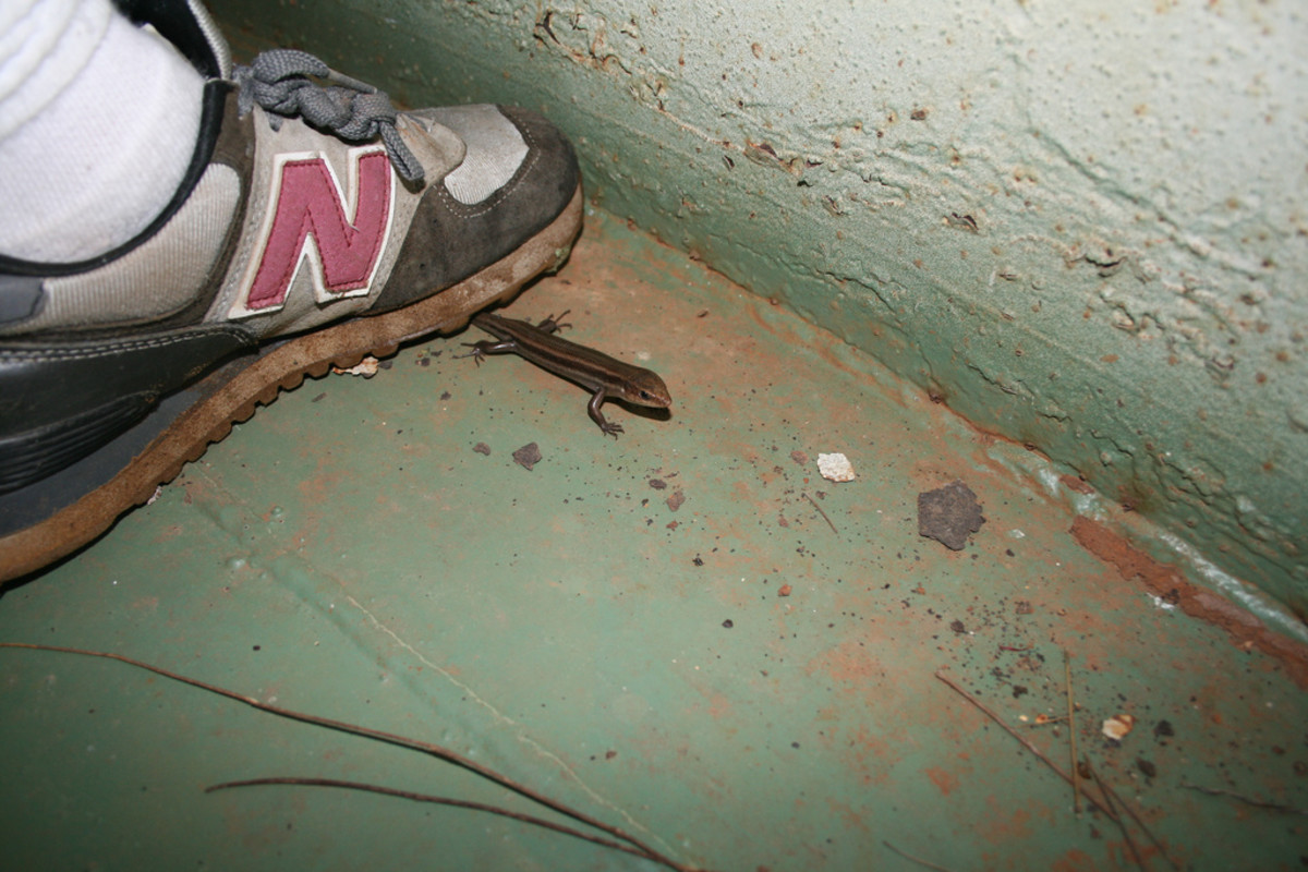 Lizard in lizard trap, Here's the lizard we caught in the s…