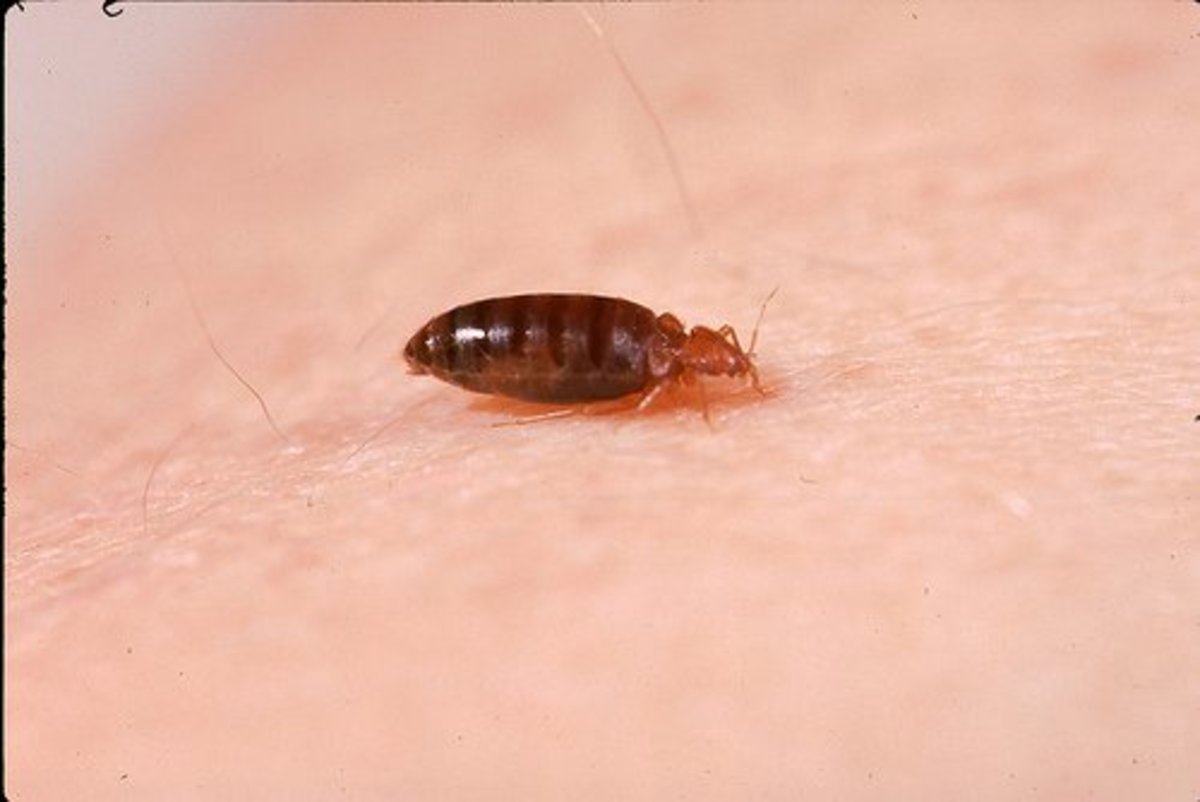 Bed bug finishing up its snack.