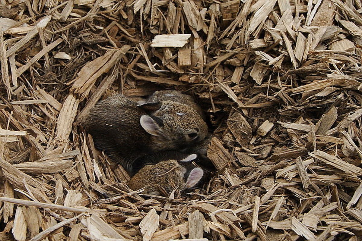 Baby Rabbits in the Nest