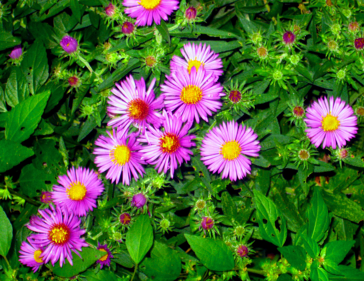 New England Asters provide beautiful color contrast in a garden or bouquet.