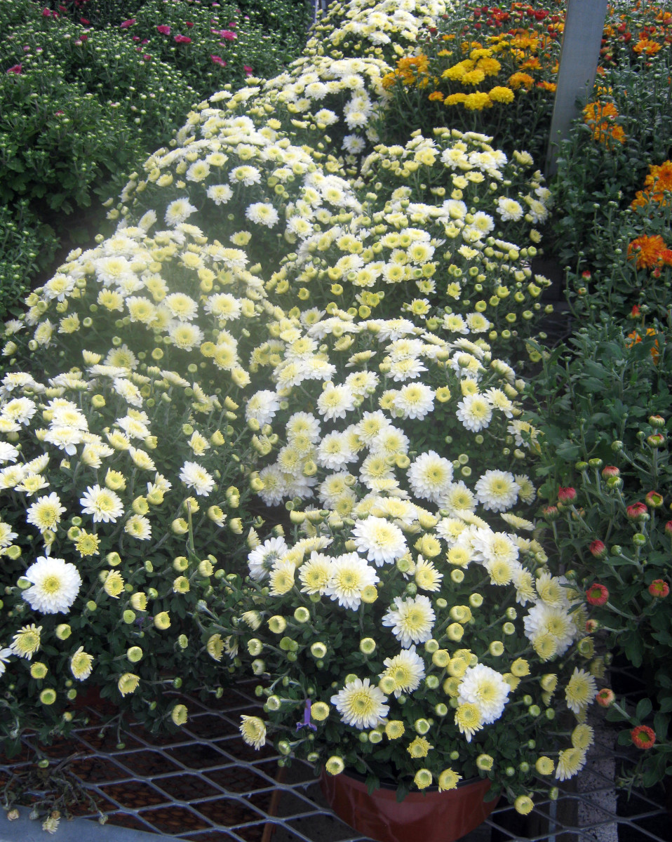 Fall Flowers 11 LateBlooming Perennials and Shrubs Dengarden