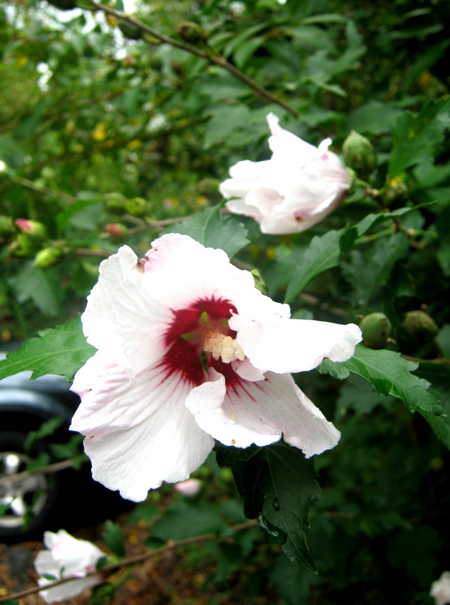 Rose of Sharon is a type of hibiscus that adds a tropical look to a garden.