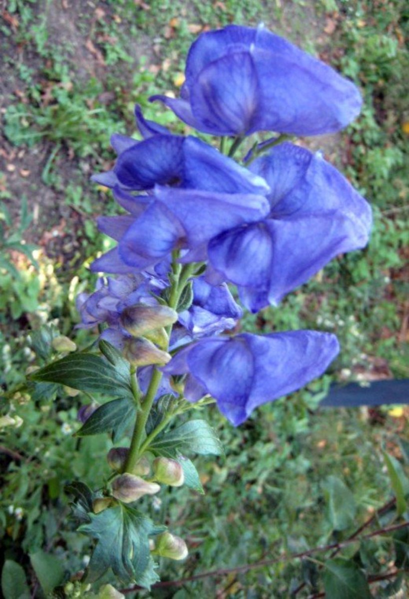 Monkshood is pretty, but its sap is toxic. Make sure to wear gloves when you touch it.