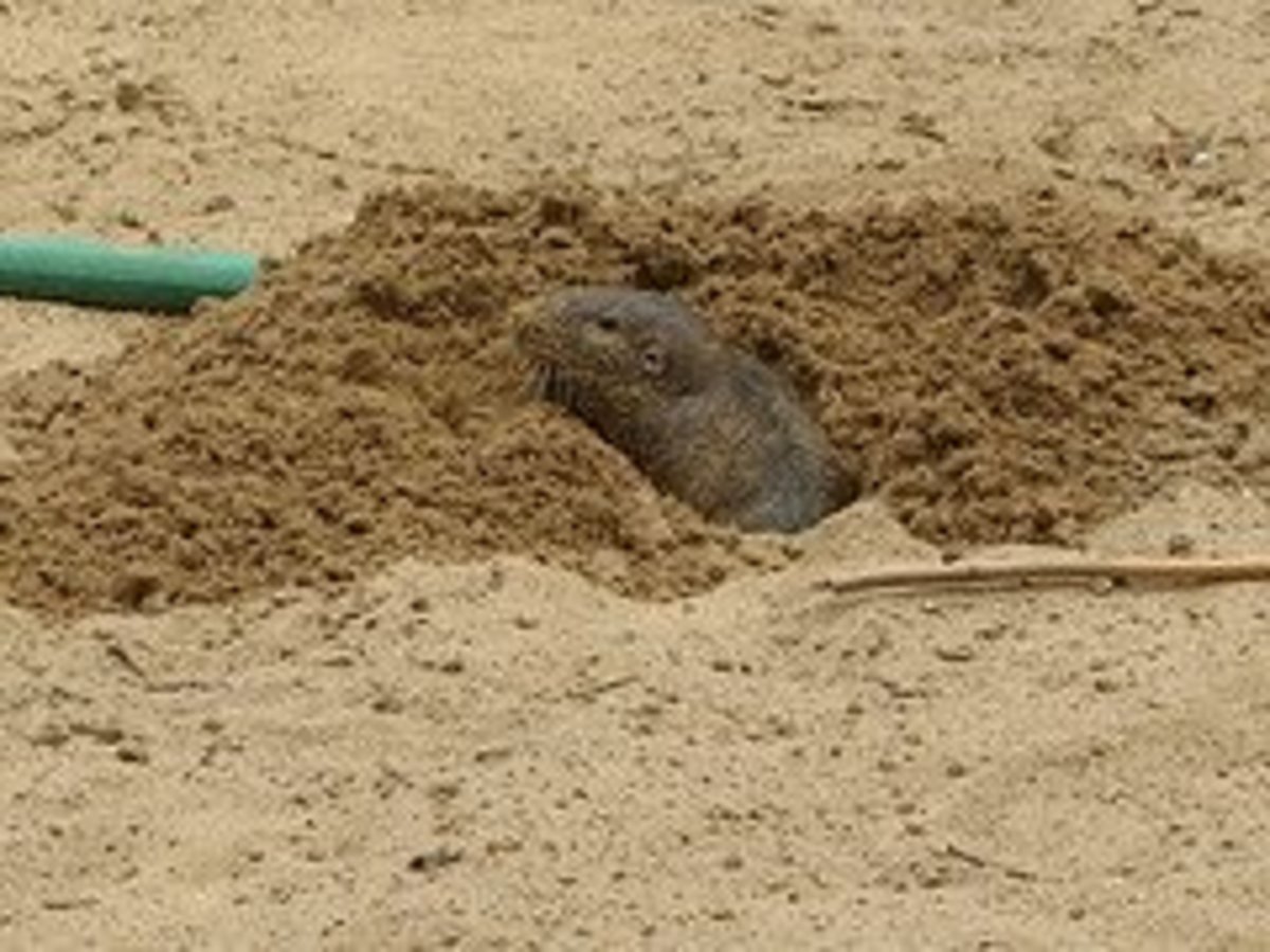 Moles can be very destructive in a garden.  Get them out while you still can!