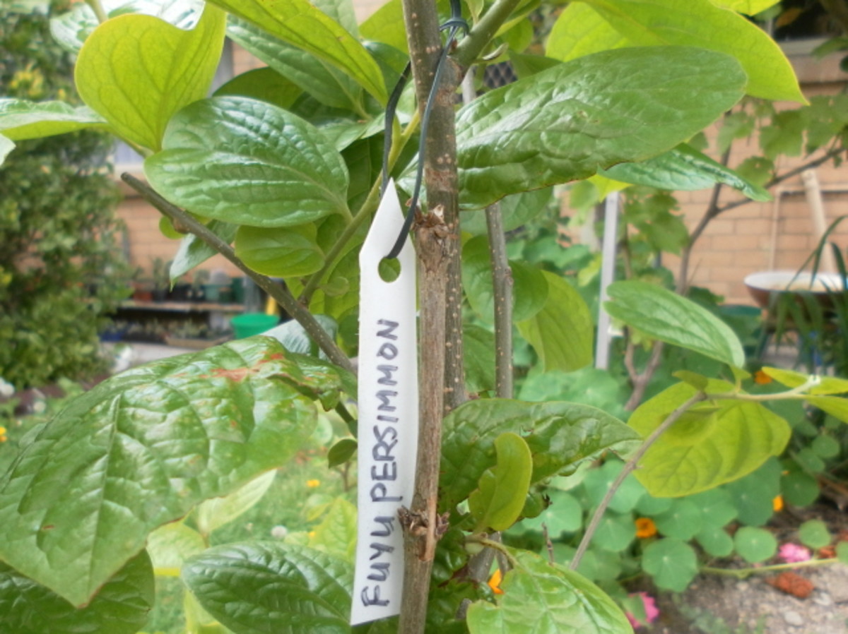 This is a young fruit tree labeled with a tag I made out of a recycled plastic container. You can use these as ties or stake them into the pots. Learn how to do this easy DIY project.