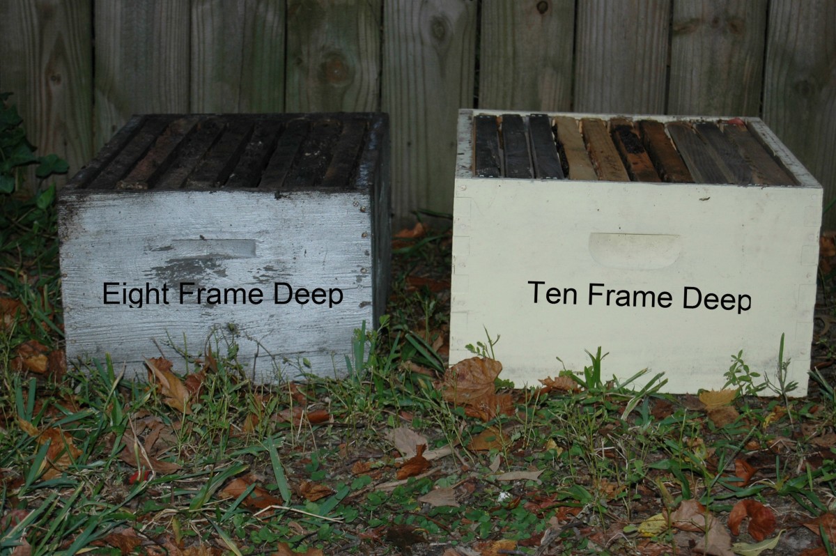 Eight Frame Deep Box Next To a Ten Frame Deep