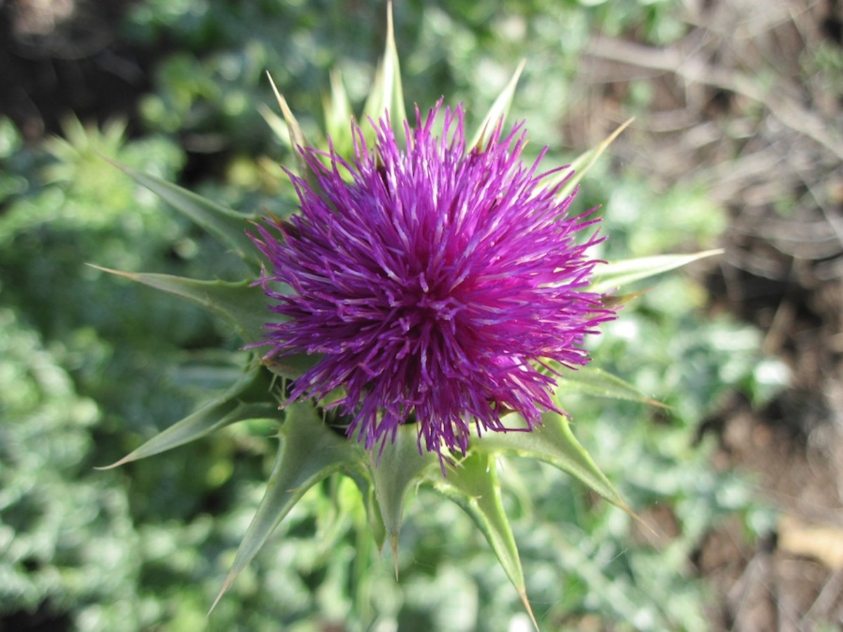 A perfect Milk Thistle flower. This picture was taken in the middle of November in Templeton, California. It's beautiful, but you won't want to let those stickers stab you. It can draw blood. 