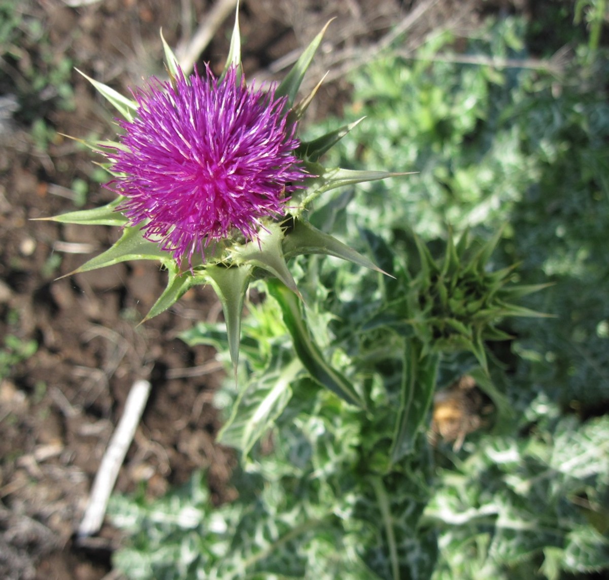 Milk Thistle bud and flower. Notice how the leaves right under the flower have been modified into spiny thorns. This picture was taken on November 13. 