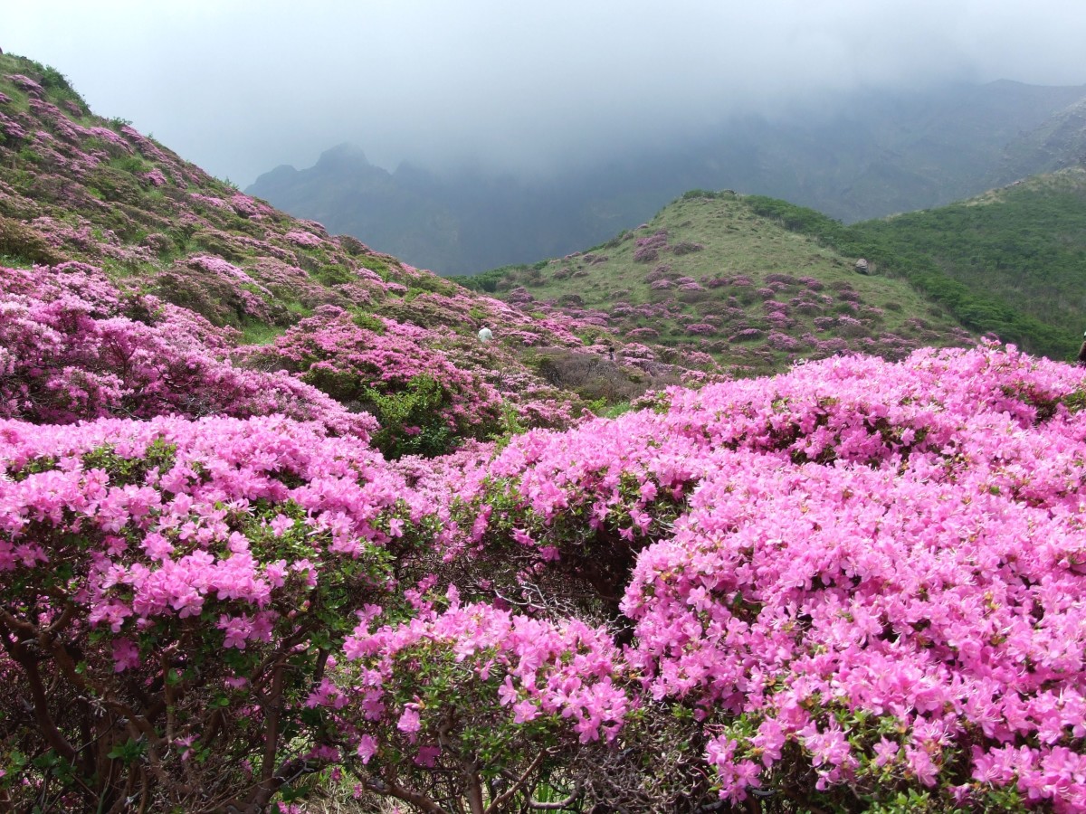 Rhododendron kiusianum growing in the mountains of Japan
