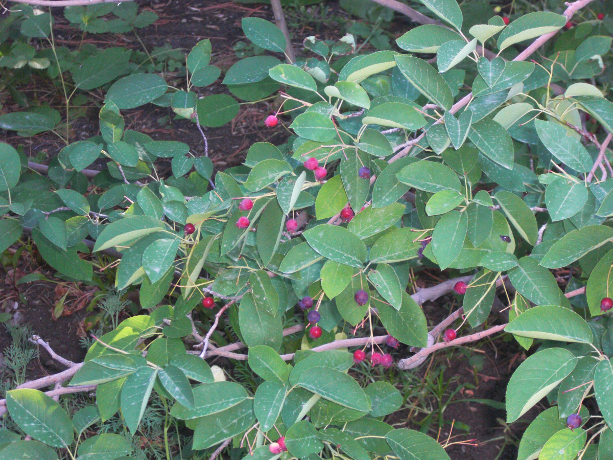 Eastern serviceberry (Amelanchier canadensis) in fruit