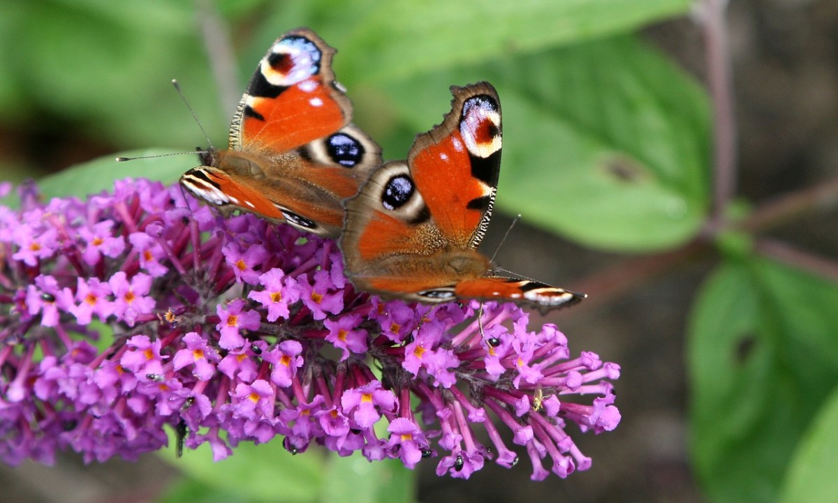 The Best Flowering Shrubs and Bushes for the Eastern and Western U.S ...